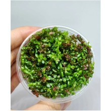 Rotala orange juice Vitro 100cc Bitki  /R23