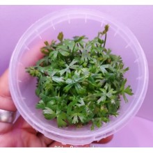 Ranunculus İnundatus 120cc Vitro / Ön ve Orta Plan Bitkisi