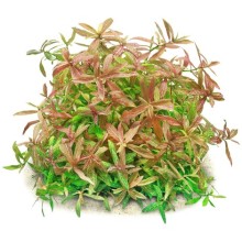 Hygrophila Rosanervis 120cc Vitro / Orta ve Arka Plan Bitkisi