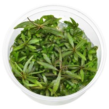 Hygrophila araguaia Vitro 100cc / H10c Canlı Bitki