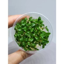 Staurogyne porto velho IN ViTRO CUP Canlı bitki 100cc / S03 Zemin Bitkisi