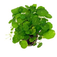 Hydrocotyle compact round Vitro Bitki 120cc /H46 /Hydrocotyle verticillata