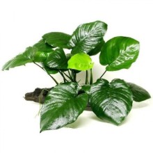Anubias barteri broad leaf Vitro Bitki 100cc / A34C