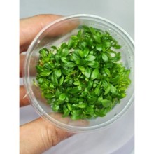Anubias microgreen Vitro Bitki 100cc / A61C
