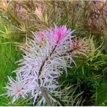 Ludwigia sp.white Vitro Bitki 100cc / L29C