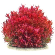Rotala rotundifolia Singapore Blood Red Vitro Bitki 100cc / R27C