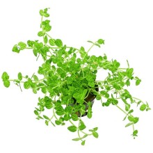 Lindernia rotundifolia Vitro Bitki 100cc /L08C