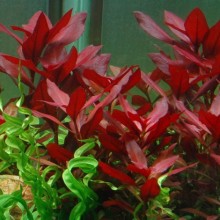 Ludwigia rubin variegated Vitro Bitki 100cc /L35C