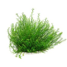 Gratiola viscidula Vitro Bitki 100cc /G02C