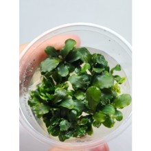 Bucephalandra green wavy Vitro Bitki 100cc /B09C