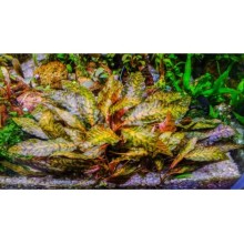 Cryptocoryne nurii Vitro Bitki 100cc /C32C