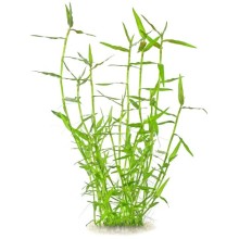 Murdannia keisak Vitro Bitki 100cc /M17C