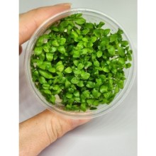 Lindernia rotundifolia Vitro Bitki 100cc /L33C
