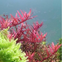 Rotala rotundifolia red Vitro Bitki 100cc /R09C