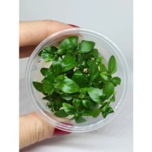 Staurogyne sao Paulo Vitro Bitki 100cc /S05C