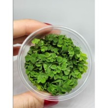 Salvinia auriculata Vitro / S10 Su Üstü Bitkisi