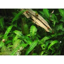 Cryptocoryne affinis Vitro Bitki 100cc /C28C