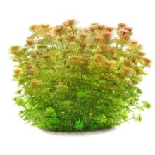 Limnophila sessiflora Vitro Bitki 100cc /L07C