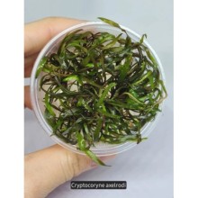 Cryptocoryne axelrodi Vitro Bitki 100cc /C34C