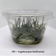 Cryptocoryne tonkinensis Vitro Bitki 100cc /C30C
