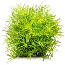 Heteranthera zosterifolia Vitro Bitki 200cc /H06J