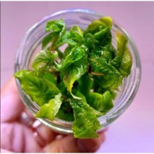 Hygrophila corymbosa (Limon) VİTRO 100CC / H12