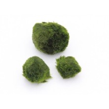 Yosun Topu Moss Ball 1-2 cm Adet