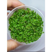 Ludwigia green vİtro Canlı bitki 100cc / orta ve arka plan bitkisi kolay