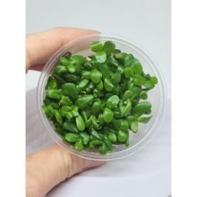 Bacopa amplexicaulis vitro bitki 100cc / B11