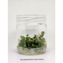 Bucephalandra bukit kelam vitro bitki 200cc B16