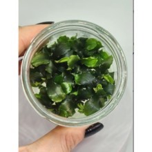 Bucephalandra green wavy 200cc / B09J