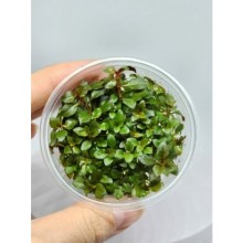 Ludwigia diamond  100cc / L21