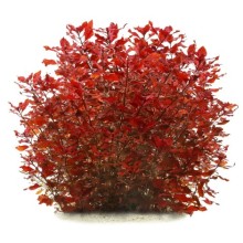 Ludwigia mini super red vitro bitki 100cc / L15C