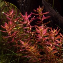 Rotala macrandra mini red 100cc / R16