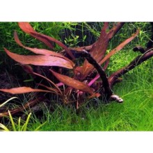 Barclaya Longifolia 'Red 1 kök