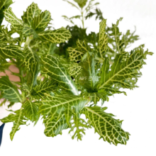 hygrophila difformis variegated 1 kök / Nadir Tür