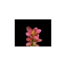 Cuphea anagalloidea (Rotala araguaia) 1 kök Canlı Bitki / Nadir Tür
