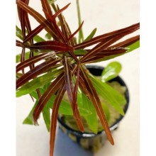 Hygrophila lancea araguaia brown sugar  vitro bitki 100cc / H47c