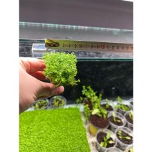 Hemianthus callitrichoides cuba SAKSI Canlı Bitki