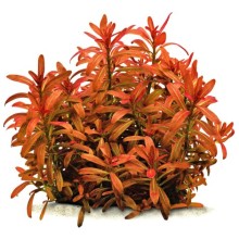 Ammania Sulawesi (Rotala ramosior