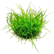 Helanthium tenellum Green Xl Saksı Bitki / Nadir Özel Tür Bitki Zemin Bitkisi Saksıdan Bölme