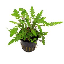 Hygrophila Pinnatifida 1 Saksı  Canlı Bitki (Saksıdan Bölme )