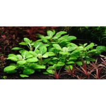 Lobelia Cardinalis 1 Saksı XL boy / Canlı Bitki Ön ve Orta Plan Saksıdan Bölme