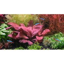 Lysimachia parvifolia SAMALOUS Red  1 Bağ Canlı Bitki (Saksıdan Bölme)