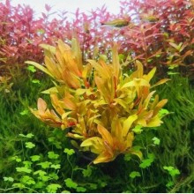 Nesaea pedicellata 'golden'  Saksı XL 1 Adet Canlı Bitki (Saksıdan Bölme)
