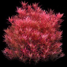 Rotala Blood Red 1 Bağ Bitki