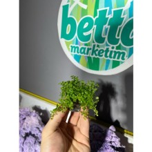 Micranthemum Monte Carlo  4x4 ölçülerinde Saksı  / Zemin Bitkisi