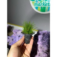 Eleocharis Parvula   4x4 ölçülerinde Saksı  / Zemin Bitkisi