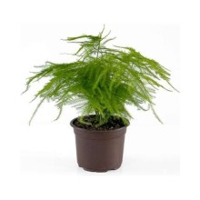 Asparagus Plumosus (Tül Kuşkonmaz ) Mini Saksı