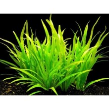 Echinodorus latifolius canlı bitki vitro 100cc / E31c